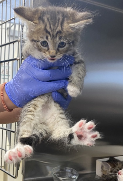 Shelter Stray Male Cat last seen Near 38th Ave, Vero Beach, FL, 6230 77th St, Vero Beach, FL 32967, USA