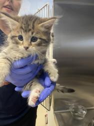 Shelter Stray Male Cat last seen Near 38th Ave, Vero Beach, FL, 6230 77th St, Vero Beach, FL 32967, USA