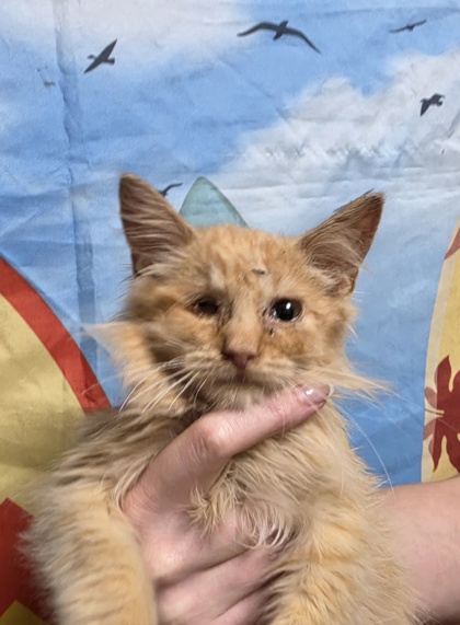 Shelter Stray Male Cat last seen Near Paddock Rd 29621, Anderson County, SC, 1320 US-29, Anderson, SC 29626, USA