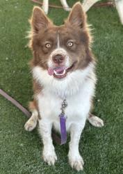 Shelter Stray Male Dog last seen S Highland Ave & CA-180, Sanger Zone Fresno CO 4 93657, CA, 1510 W Dan Ronquillo Dr, Fresno, CA 93706, USA
