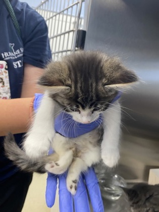 Shelter Stray Male Cat last seen Near 38th Ave, Vero Beach, FL, 6230 77th St, Vero Beach, FL 32967, USA
