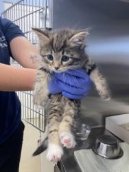 Shelter Stray Female Cat last seen Near 38th Ave, Vero Beach, FL, 6230 77th St, Vero Beach, FL 32967, USA