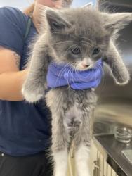Shelter Stray Male Cat last seen Near 38th Ave, Vero Beach, FL, 6230 77th St, Vero Beach, FL 32967, USA