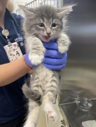 Shelter Stray Male Cat last seen Near 38th Ave, Vero Beach, FL, 6230 77th St, Vero Beach, FL 32967, USA