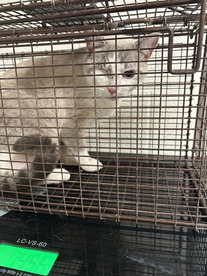 Shelter Stray Unknown Cat last seen Near Koon Ln, Knox County ASO, TN, 3201 Division St, Knoxville, TN 37919, USA