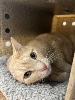 Shelter Stray Female Cat last seen Oakton, VA 22124, Blake Lane Dog Park, Fairfax County, VA, 4500 West Ox Rd, Fairfax, VA 22030, USA