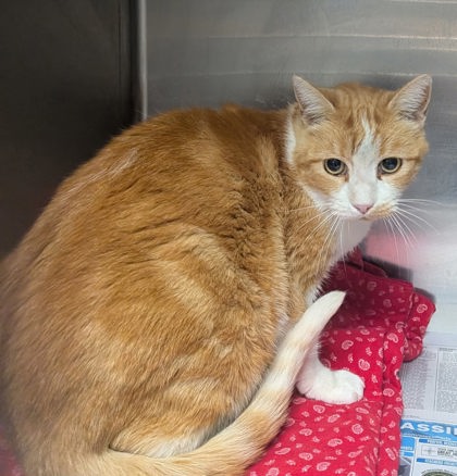 Shelter Stray Male Cat last seen Near San Lorenzo (BELEN ACO) GET RELEASE, Belen,, 1209 NM-314, Los Lunas, NM 87031, USA