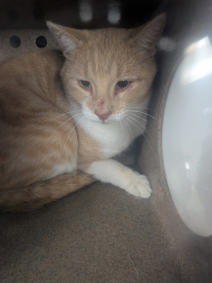 Shelter Stray Male Cat last seen Near TR RD 70 (ISLETA ACO), Isleta,, 1209 NM-314, Los Lunas, NM 87031, USA