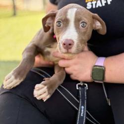 Shelter Stray Female Dog last seen Mighty Dollar, 3256 Union Rd, Gastonia, NC, 1491 Business Park Ct, Gastonia, NC 28052, USA