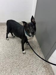 Shelter Stray Male Dog last seen Near Jessica Ln, Dallas, NC, 1491 Business Park Ct, Gastonia, NC 28052, USA
