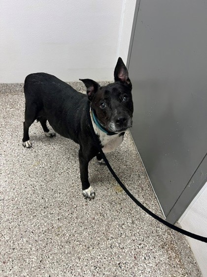 Shelter Stray Male Dog last seen Near Jessica Ln, Dallas, NC, 1491 Business Park Ct, Gastonia, NC 28052, USA