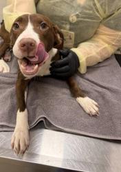 Shelter Stray Male Dog last seen Abandoned at HSHC, Abandoned at HSHC, IN, 10501 Hague Rd, Fishers, IN 46038, USA