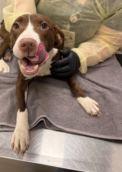 Shelter Stray Male Dog last seen Abandoned at HSHC, Abandoned at HSHC, IN, 10501 Hague Rd, Fishers, IN 46038, USA