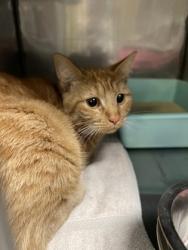 Shelter Stray Unknown Cat last seen E 116th and Ikea Way, Fishers City, IN, 10501 Hague Rd, Fishers, IN 46038, USA