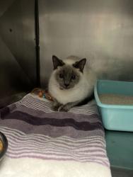 Shelter Stray Unknown Cat last seen W 246th St and N Hudson St, Sheridan City, IN, 10501 Hague Rd, Fishers, IN 46038, USA