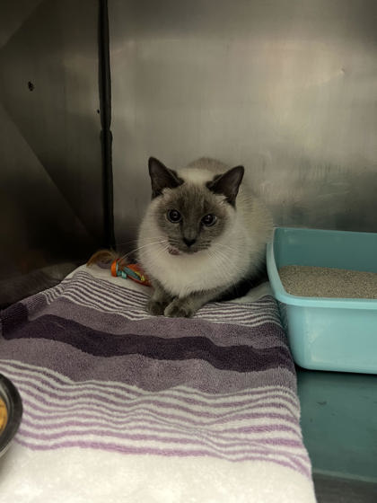 Shelter Stray Unknown Cat last seen W 246th St and N Hudson St, Sheridan City, IN, 10501 Hague Rd, Fishers, IN 46038, USA
