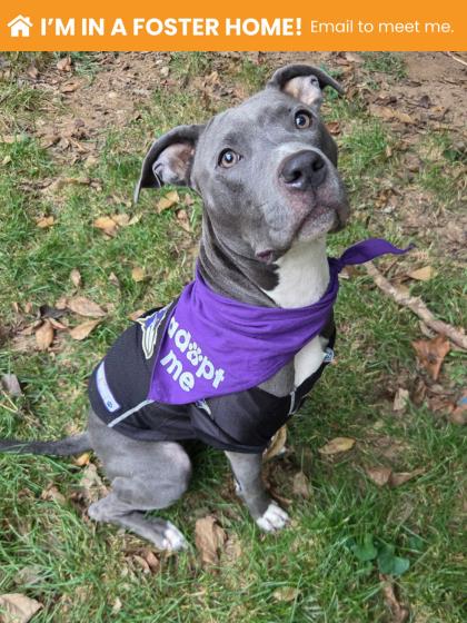 Shelter Stray Female Dog last seen Near 10th St, 21225, MD, 2490 Giles Rd, Baltimore, MD 21225, USA