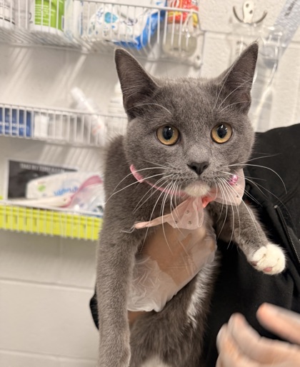 Shelter Stray Female Cat last seen Near E Lanvale, 21202, MD, 2490 Giles Rd, Baltimore, MD 21225, USA