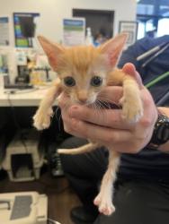 Shelter Stray Female Cat last seen Near Defoors Mill Dr NW, Atlanta, GA, 1251 Fulton Industrial Blvd NW, Atlanta, GA 30336, USA