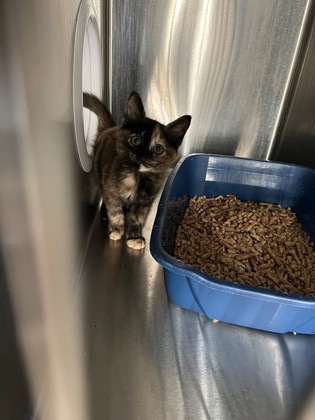 Shelter Stray Female Cat last seen Near Wellsley Bend, Johns Creek, GA, 1251 Fulton Industrial Blvd NW, Atlanta, GA 30336, USA