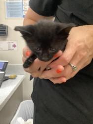 Shelter Stray Female Cat last seen Near Sarah Jane Ln, East District, TX, 355 Hillshire Dr, Haslet, TX 76052, USA