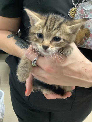 Shelter Stray Male Cat last seen Near Sarah Jane Ln, East District, TX, 355 Hillshire Dr, Haslet, TX 76052, USA