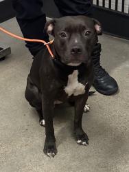 Shelter Stray Female Dog last seen E 55 & Magnet, 4th District, OH, 9203 Detroit Ave, Cleveland, OH 44102, USA