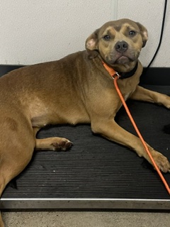 Shelter Stray Female Dog last seen E 55 & Magnet, 4th District, OH, 9203 Detroit Ave, Cleveland, OH 44102, USA