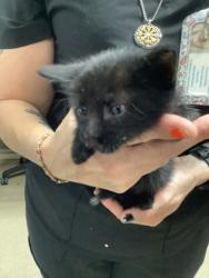 Shelter Stray Male Cat last seen Near Sarah Jane Ln, East District, TX, 355 Hillshire Dr, Haslet, TX 76052, USA