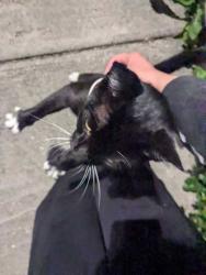 Shelter Stray Female Cat last seen Near 35TH AVE SW, Seattle, WA, 2061 15th Ave W, Seattle, WA 98119, USA