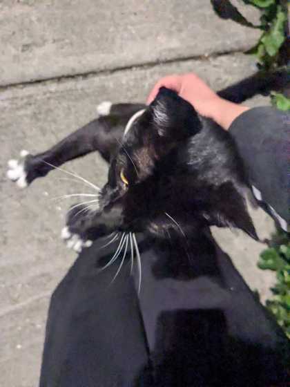 Shelter Stray Female Cat last seen Near 35TH AVE SW, Seattle, WA, 2061 15th Ave W, Seattle, WA 98119, USA