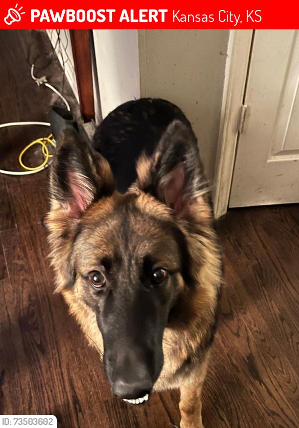 Lost Female Dog last seen 78th Street & I-70, bp gas station, Kansas City, KS 66112