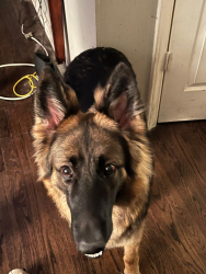 Lost Female Dog last seen 78th Street & I-70, bp gas station, Kansas City, KS 66112