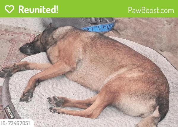Reunited Female Dog last seen Near S Coliseum Wy, Oakland, CA 94621, Oakland, CA 94621