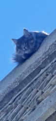 Found/Stray Unknown Cat last seen Near west and nash st, Los Angeles, CA 90045