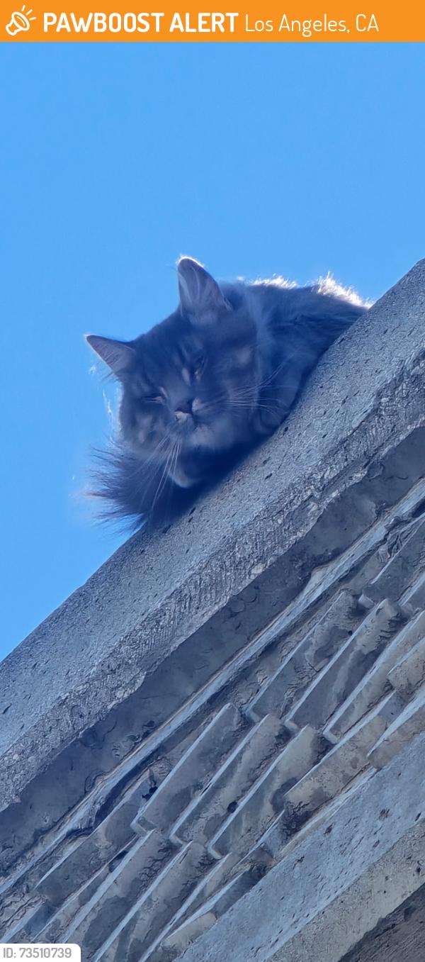 Found/Stray Unknown Cat last seen Near west and nash st, Los Angeles, CA 90045
