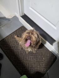 Reunited Unknown Dog last seen Silverbrooke, Powder Springs, GA 30127