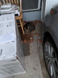 Found/Stray Unknown Cat last seen Palisade Ave, LaidLaw, Hudson County, NJ 07087