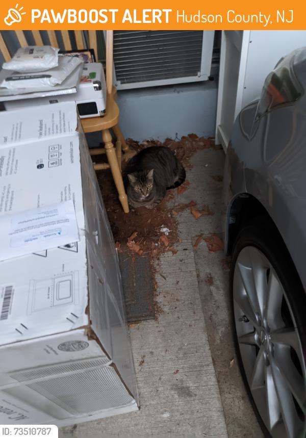 Found/Stray Unknown Cat last seen Palisade Ave, LaidLaw, Hudson County, NJ 07087