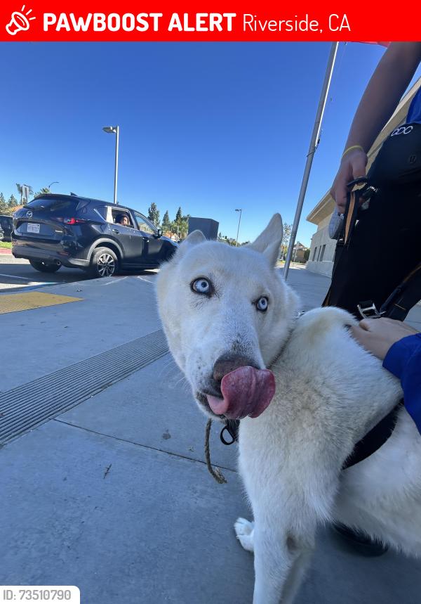 Lost Unknown Dog last seen Near Krameria Ave, Riverside CA 92508, Riverside, CA 92508