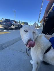 Lost Unknown Dog last seen Near Krameria Ave, Riverside CA 92508, Riverside, CA 92508