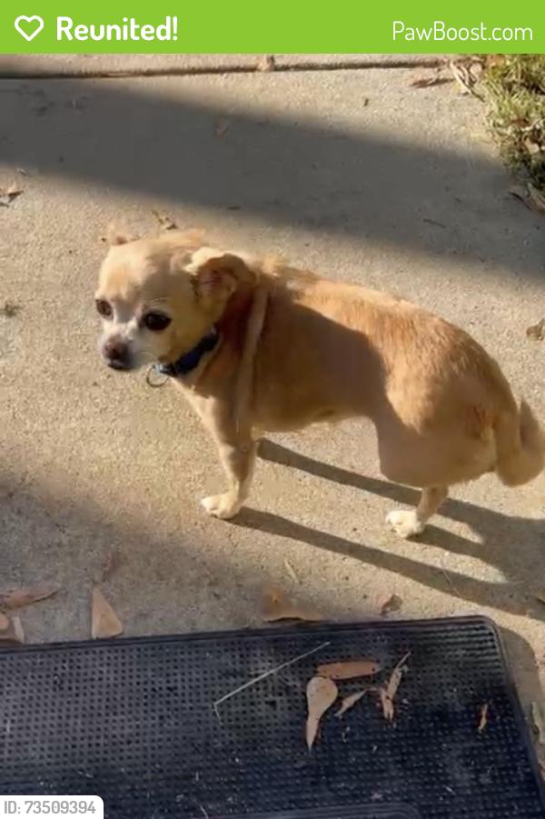 Reunited Female Dog last seen Lower rocky river rd, Concord, NC 28075