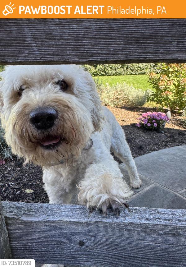 Found/Stray Male Dog last seen Crefeld Street and West Sunset Ave, Philadelphia, PA 19118