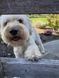 Found/Stray Male Dog last seen Crefeld Street and West Sunset Ave, Philadelphia, PA 19118