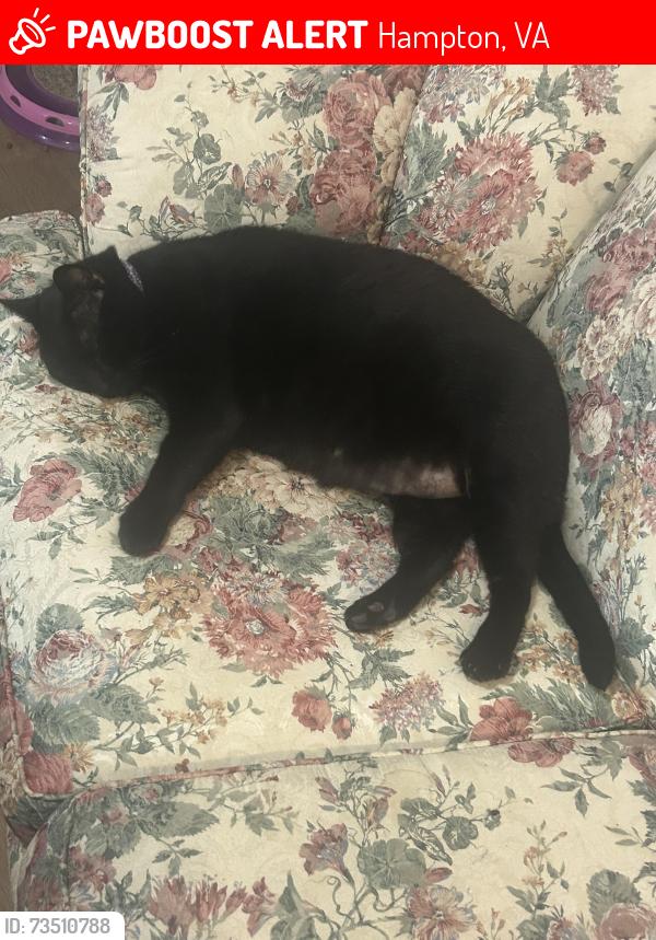 Lost Male Cat last seen King street, Hampton, VA 23669