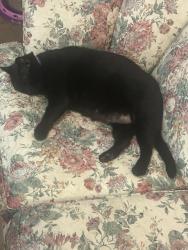 Lost Male Cat last seen King street, Hampton, VA 23669