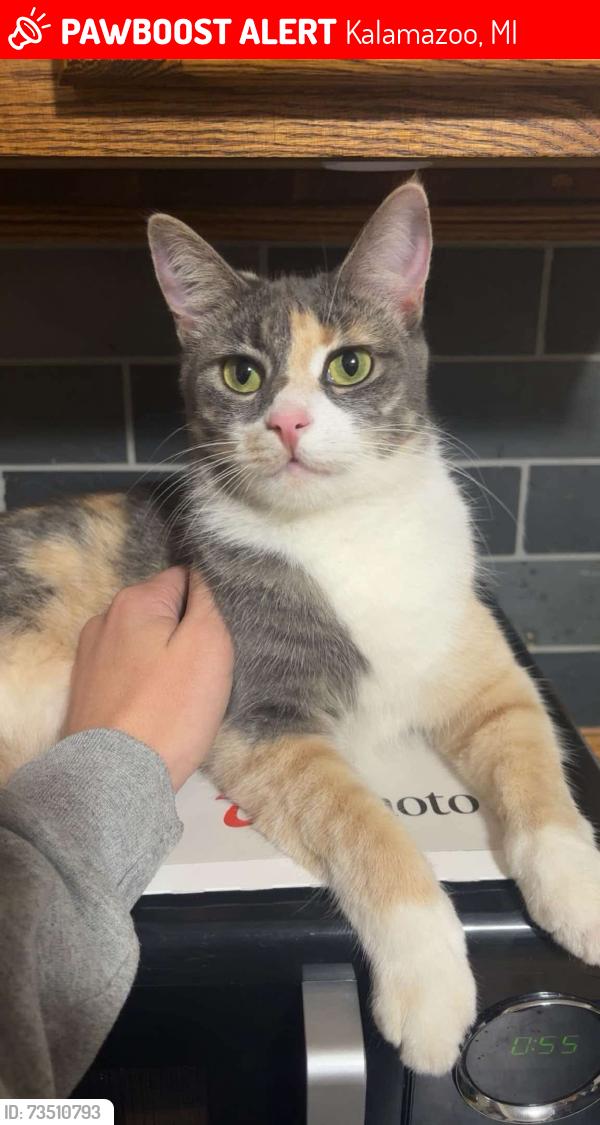 Lost Female Cat last seen Virginia/Chandler, Kalamazoo, MI 49004