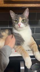 Lost Female Cat last seen Virginia/Chandler, Kalamazoo, MI 49004