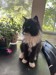 Reunited Male Cat last seen Mountain Hwy and Evelyn Street, North Vancouver, BC V7K 2K1