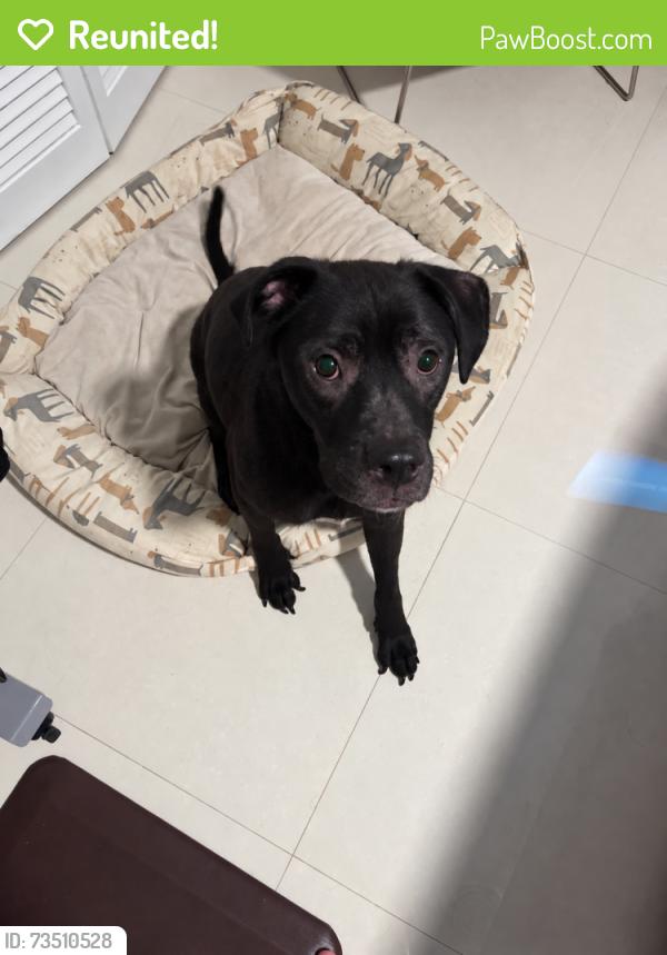 Reunited Male Dog last seen Wall Street Vero Beach, Vero Beach, FL 32960